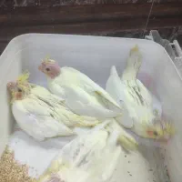 عروس هلندی لوتینو سرلاکی