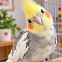 عروس هلندی سخنگوی ومولد/ سالم وسرحال