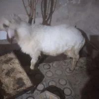 بره نر چاق باب قصابی بتنی