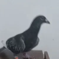 نرقرهسبزقلدربه شرط پرش همه چی تموم|پرنده|تربتحیدریه, کوی شهید احمدزاده ملکی|دیوار