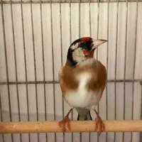 سهره سیاهسر|پرنده|تهران, دربند|دیوار