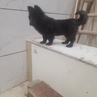 سگ چاوچاو قیمت ۱۵ تومان