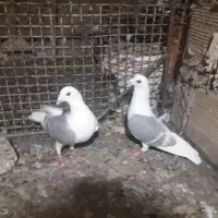 پرنده