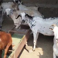 کهره|حیوانات مزرعه|قشم, |دیوار