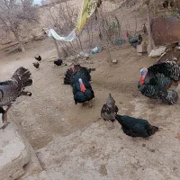 تخم مرغ تازه نطفه داربوقلمون درصد هچ بالا