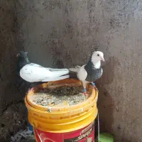 یک عد سینه با طوقی