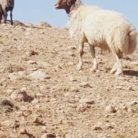قورچ داشتی|حیوانات مزرعه|الشتر, |دیوار