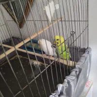 مرغ عشق|پرنده|کوهدشت, |دیوار