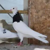 کفتر طوقی ۲۵ عدد تکی جفتی