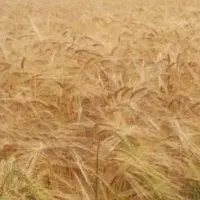 اجاره .زمین کشاورزی.روستای سیاهول|اجارهٔ دفتر صنعتی، کشاورزی، تجاری|دورود, |دیوار