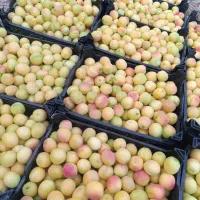 فروش باغ میوه