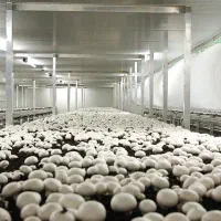 فروش عمده قارچ دکمه‌ای درجه یک عرضه مستقیم