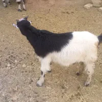 فروش گوسفند|حیوانات مزرعه|زرند, |دیوار