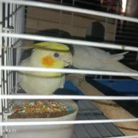 عروس هلندی
