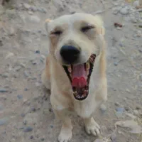 سگ پاکوتاه شکاری|سگ|دزفول, |دیوار