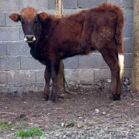 گاو ماده.. لیشه دورگ محلی