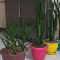 گل وگلدان آپارتمانی|گل و گیاه طبیعی|گرمدره, |دیوار