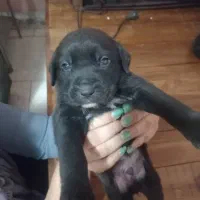 توله سگ پیتبول