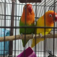 طوطی برزیلی نژاد انگلیسی