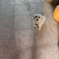 سگ ماده پله کوتاه