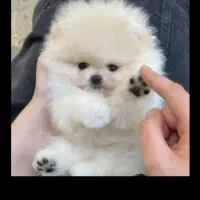 فروش پامرانین خرسی فوق العاده بالا زیر قیمت