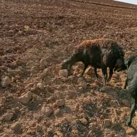 یک عدد گوسفند چال|حیوانات مزرعه|حلب, |دیوار