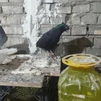 اشعل دم سفید