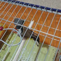 سهره چهار گل زیبا|پرنده|خمینیشهر, |دیوار