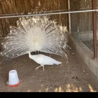 تخم طاووس