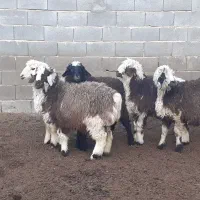 بره ماده،میش،بز،بزغاله|حیوانات مزرعه|مبارکه, |دیوار