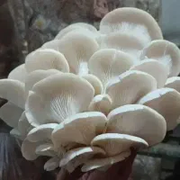 فروش بذر قارچ صدفی|گل و گیاه طبیعی|قم, شهرک مهدیه|دیوار