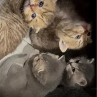 توله اسکاتیش فولد