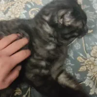 گربه گم شده