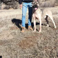 سراب|سگ|قزوین, |دیوار