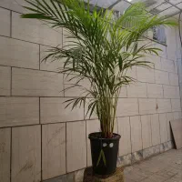 نخل اریکا لاکچری|گل و گیاه طبیعی|مشهد, حجاب (شهرک غرب)|دیوار