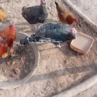 خروس 3تا بوقلمون2تا مرغ شاخدار2تامرغ مینیاتوری