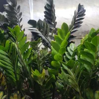 حراج گل و گیاه|حراج|همدان, |دیوار