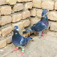 جوفت گاه المانی|پرنده|رضویه, |دیوار