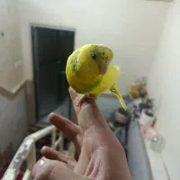 مرغ عشق|پرنده|تهران, شهرک صادقیه|دیوار