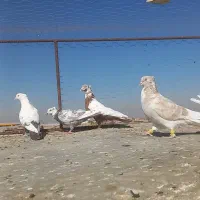 کبوتر کفتر پرنده پرشی|پرنده|شال, |دیوار