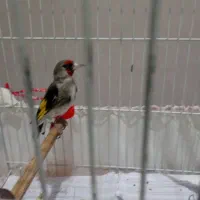 سهره تو لکی