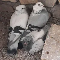 کبوتر نقش همه رقم