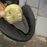 پوتین کوهنوردی کوهسار|کوهنوردی و کمپینگ|ری, علایین|دیوار