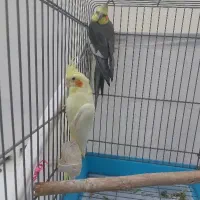 عروس هلندی جفت خورده