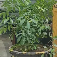 گیاه طبیعی و سرحال