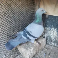 کبودپلاکی|پرنده|قزوین, |دیوار