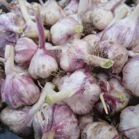 پیاز محلی گوغر کیلو 35 ت تحویل در خونه سیر محلی|خوردنی و آشامیدنی|سیرجان, |دیوار