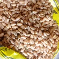 گندم|خدمات باغبانی و درختکاری|اهواز, شریعتی جنوبی|دیوار