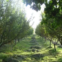باغ میوه