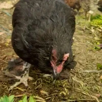 مرغ امپراتور جوان تازه به تخم افتاده